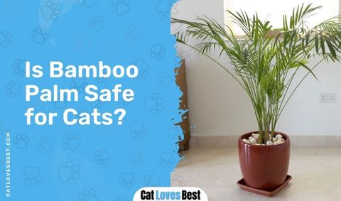 Is Bamboo Toxic To Cats? Truth You Need To Know! intended for Cat Palm Safe For Cats