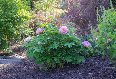 Itoh Peony (Paeonia 'First Arrival') In The Peonies Database - Garden.org within The Ultimate Guide to Zone 9b Long Blooming Itoh Peonies