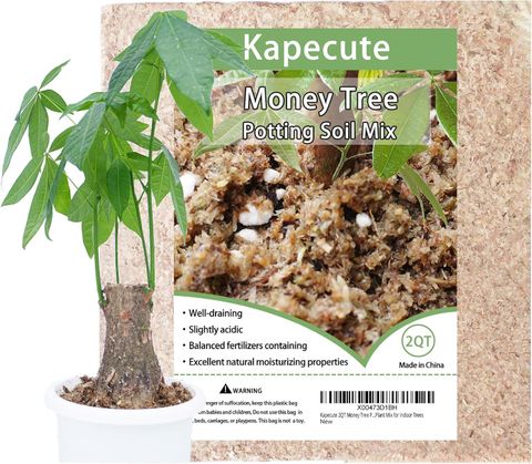 Kapecute 2Qt Money Tree Potting Soil, Organic Sphagnum Moss Fiber ... with Understanding the best potting mix for money tree health and growth