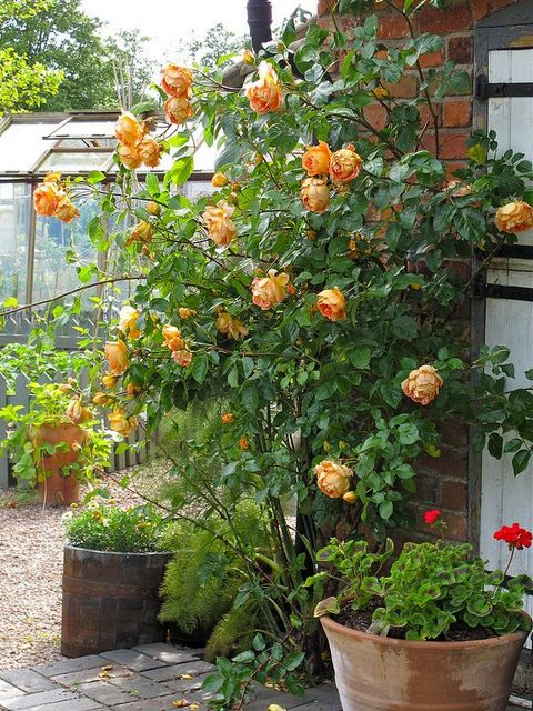 Lady Of Shalott Rose Climbing - Markanthonystudios.net inside The Enigmatic Beauty of The Lady of Shalott's Garden