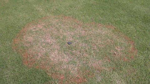 Large Patch Lawn Disease Demystified: Identification And Prevention Tips with regard to Dark Green Patches In Lawn