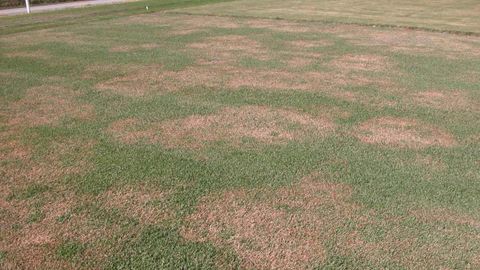 Large Patch Lawn Disease Demystified: Identification And Prevention Tips with The Science Behind Uneven Green Spots in Your Yard