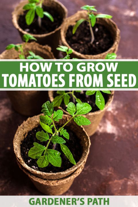 Learn How To Grow Tomatoes From Seed | Gardener's Path with From Seed to Harvest Understanding Tomato Planting Times