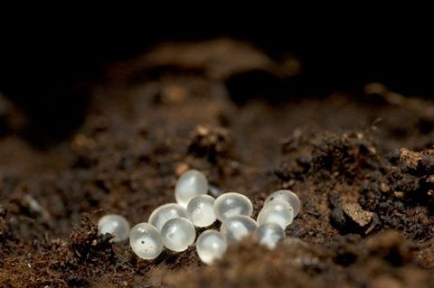 Little White Translucent Eggs - Bugguide.net intended for Decoding the presence of tiny white eggs in your garden bed