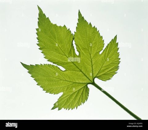 Lobed Leaves Identification with Plant With 3 Lobed Leaves