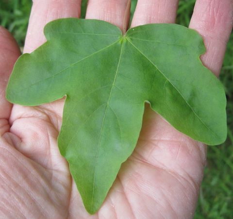 Lobed Leaves Identification within Exploring the Diverse World of Plants with Triangular Leaf Forms