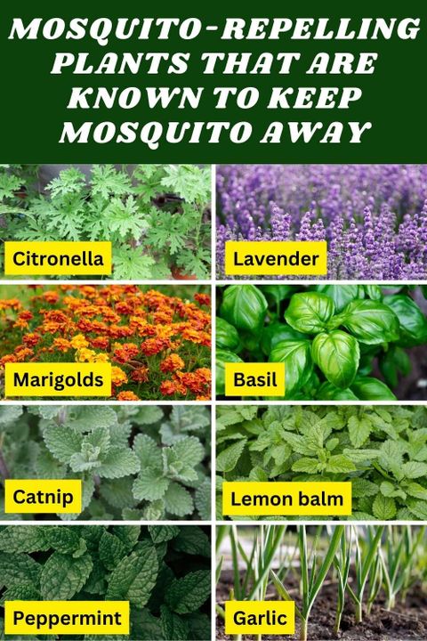 Mosquito-Repelling Plants That Are Known To Keep Mosquito Away - Time ... for Plant-based mosquito prevention methods you can trust