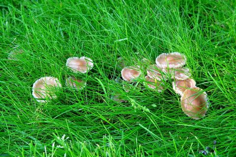 Mushrooms In Lawn Grass How To Get Rid Of Mushrooms In Lawn (9+ Quick with Mushrooms On Lawn Getting Rid Of