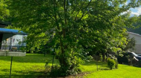 Non Invasive Tree Root Systems At Lachlan Legge Blog in Trees With Non Invasive Roots