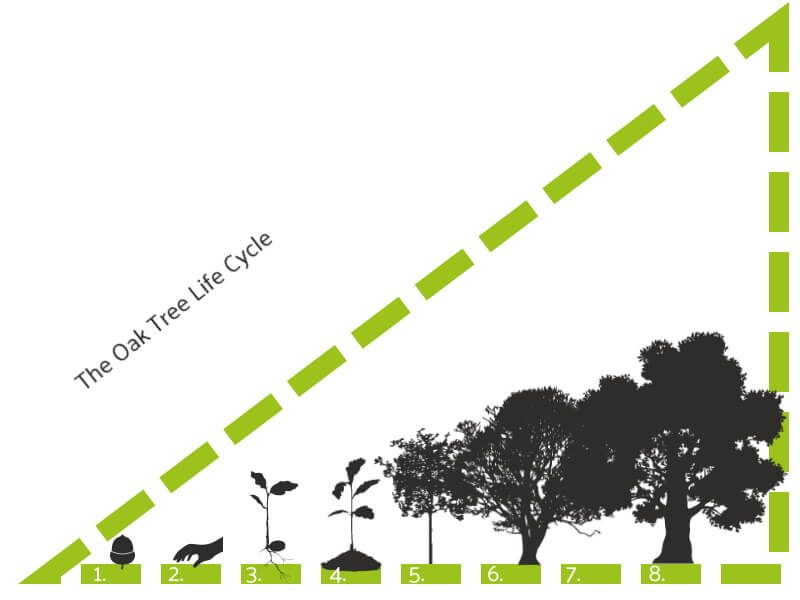 From acorn to towering oak how long does the process take