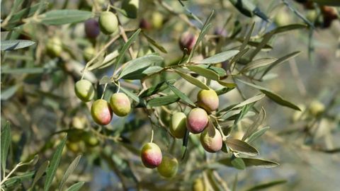 Olive Tree: How To Plant, Grow, And Care For Olive Trees within Exploring the Natural and Agricultural Environments of Olive Cultivation