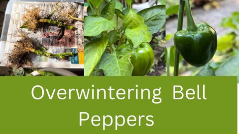 Overwintering Pepper And Plants | How To Overwinter Pepper Plants In ... with regard to Surviving Winter with Pepper Plants: Practical Overwintering Strategies