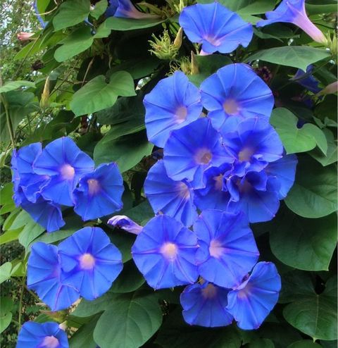 Perennial Morning Glory Blue Dawn Flower Ipomoea Acuminata Learii ... within Understanding whether morning glories are perennial plants
