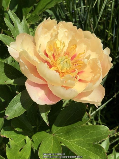 Photo Of The Bloom Of Itoh Peony (Paeonia 'Strawberry Blonde') Posted ... with The Ultimate Guide to Zone 9b Long Blooming Itoh Peonies