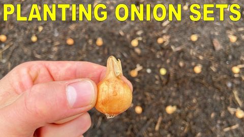 Planting Onion Bulbs: A Complete Guide From Start To Finish - Youtube ... within When To Plant Onion Sets