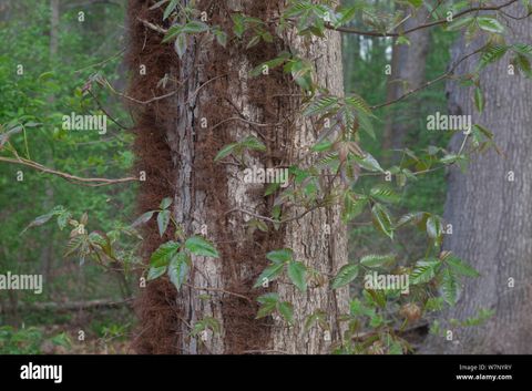 Poison Ivy (Toxicodendron Radicans) Vine On Tree, Pennsylvania, Usa ... within How to Identify Poison Oak Vine Growing on Trees