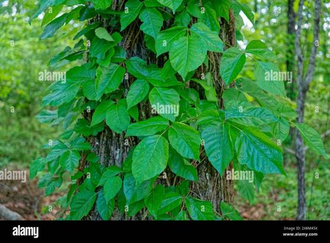 Poison Ivy Vine With Fresh Newly Oily Foliage Covering The Tree Trunk ... throughout How to Identify Poison Oak Vine Growing on Trees