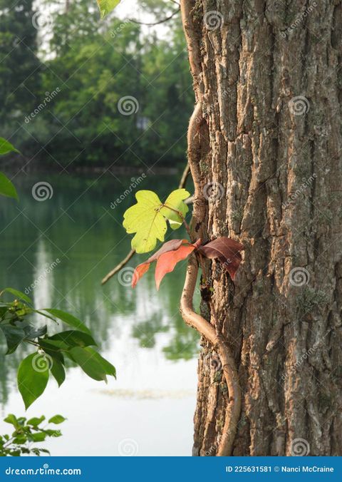 Poison Ivy Vine Wraps Around Tree Next To Pond Stock Image - Image Of ... in How to Identify Poison Oak Vine Growing on Trees