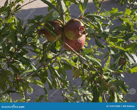 Pomegranates Ripen On The Tree Stock Photo - Image Of Ready, Tree ... regarding Will Pomegranates Ripen Off The Tree