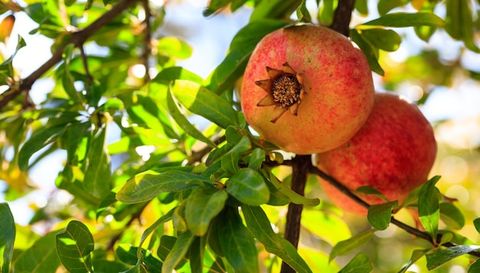 Premium Photo | Ripe Pomegranates On The Tree Branch for Pomegranate ripening timeline and storage tips