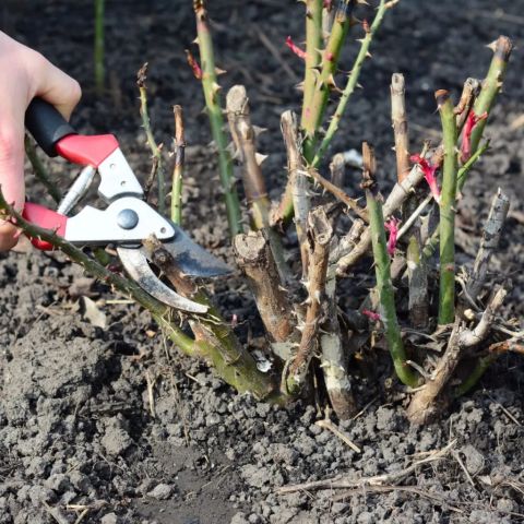 Pruning Rose Bushes In Winter – How To Get Your Roses To Bloom Bigger ... throughout When Do You Trim Rose Bushes