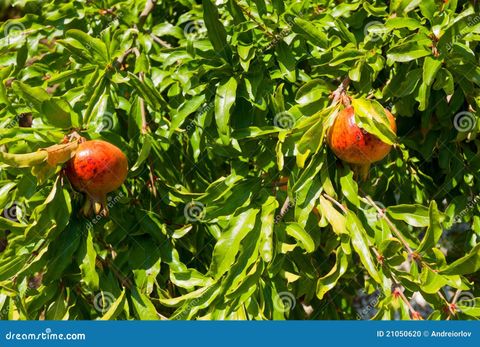 Ripe Pomegranates On The Tree. Stock Photo - Image Of Farming, Growth ... with regard to Pomegranate ripening timeline and storage tips