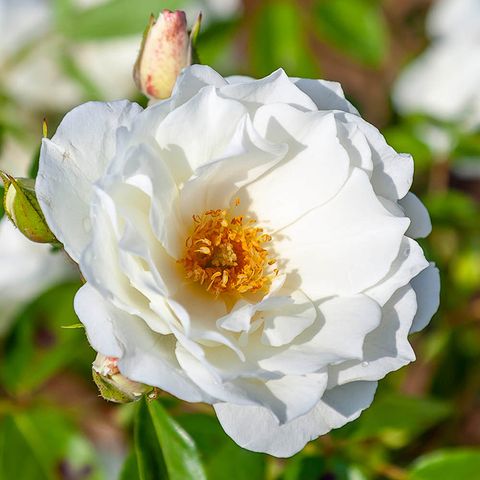 Rose 'Climbing Iceberg' - In 4L Pot | World Of Roses within The Hidden Influence of Icebergs on Maritime Navigation and Safety