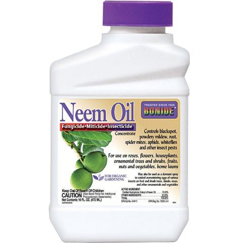 Say Goodbye To Gnats In Houseplants With Hydrogen Peroxide throughout How neem oil targets fungus gnat larvae and adults
