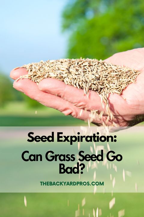 Seed Expiration: Can Grass Seed Go Bad? | Grass Seed, Seeds, Grass in Can Grass Seed Go Bad