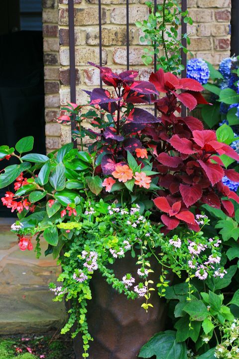 Shade Loving Plants For Large Pots At Christiana Shepherd Blog with Growing healthy plants in pots under tree cover and shade