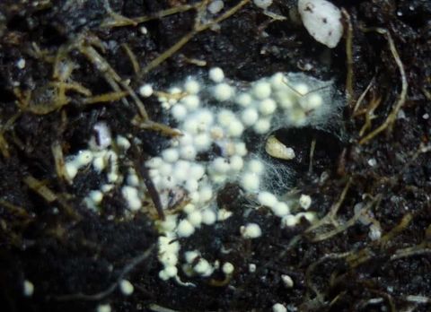 Spider Eggs In Plant Soil? Best Way For You To Deal With with Decoding the presence of tiny white eggs in your garden bed