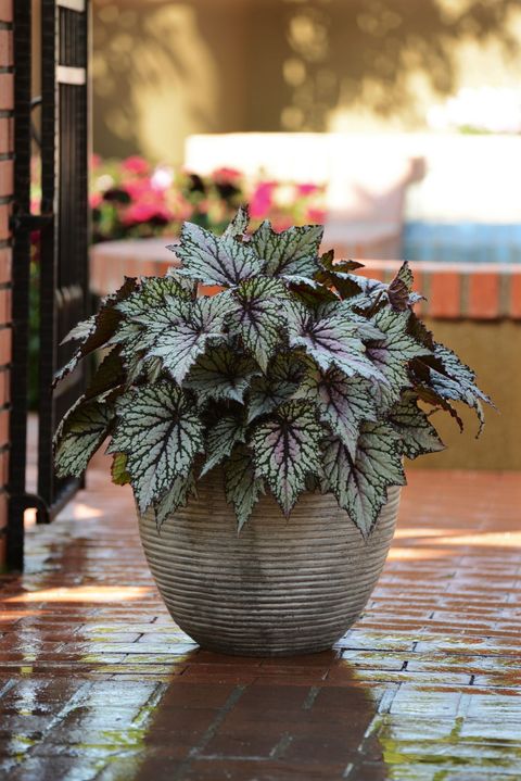 The 25 Best Shade-Loving Plants To Beautify Your Garden | Potted Plants ... with Plants In Pots For Shade