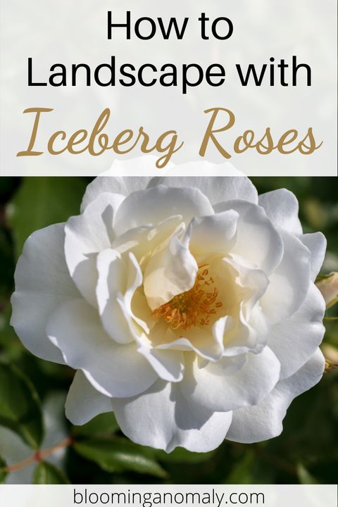 The Best Iceberg Rose Care Tips – Artofit pertaining to Was Iceberg Ever Rose Of The Year