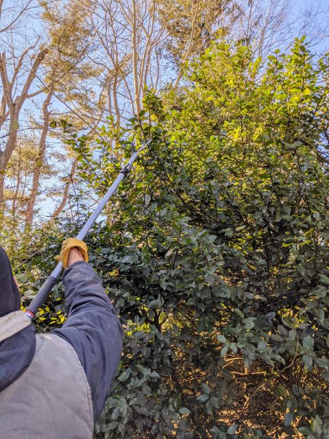 The Martha Stewart Blog : Blog Archive Pruning The Holly - The Martha ... for When To Trim Holly Trees