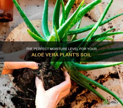 The Perfect Moisture Level For Your Aloe Vera Plant's Soil | Shuncy with regard to Understanding the perfect soil composition for aloe vera success