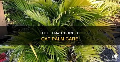 The Ultimate Guide To Cat Palm Care | Petshun pertaining to Cat Palm Safe For Cats
