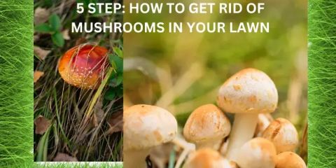 The Ultimate Solution: Getting Rid Of Mushrooms In Your Lawn for Simple Steps to Keep Your Lawn Mushroom-Free All Year Round