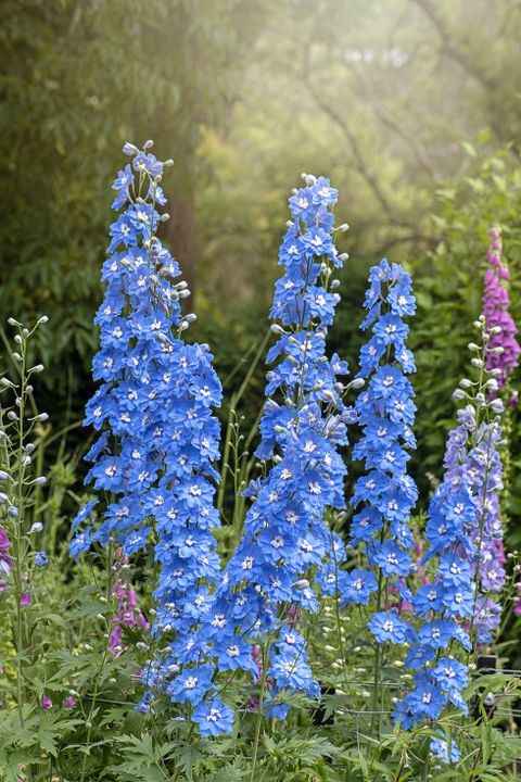 These Are The Best Blue Flowers For Adding The Spectacular (And Rare ... in Discovering the Magic of Blue Perennials That Return Year After Year