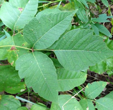 Three Lobed Leaf Plant At Ganbridgetblog Blog intended for Plant With 3 Lobed Leaves