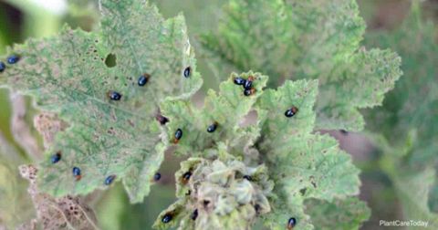 Tiny Black Bugs On Plants - Plant Ideas with regard to Tiny Black Bugs On Plants