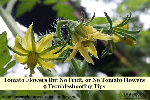 Tomato Flowers But No Fruit, Or No Tomato Flowers - 9 Troubleshooting Tips inside Expert Tips for Troubleshooting Tomato Flower Problems