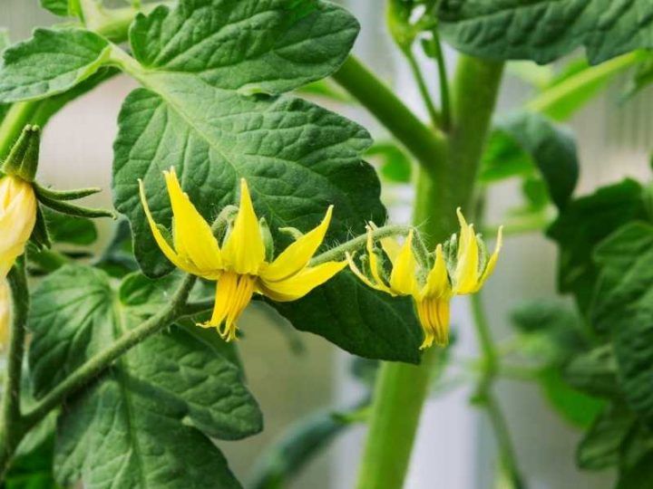 Expert Tips for Troubleshooting Tomato Flower Problems