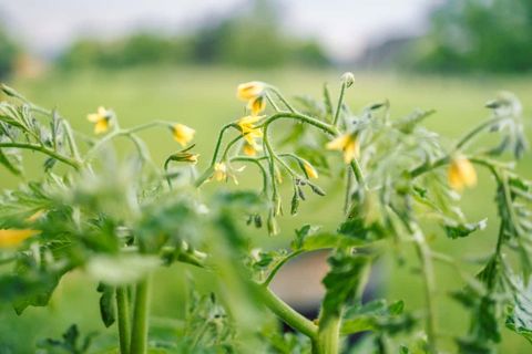 Tomato Plant Flowers But No Fruit: Reasons, How To Fix, And Solutions in Tomato Flowers But No Fruit