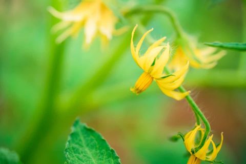 Tomato Plant Flowers But No Fruit: Reasons, How To Fix, And Solutions with regard to Tomato Flowers But No Fruit