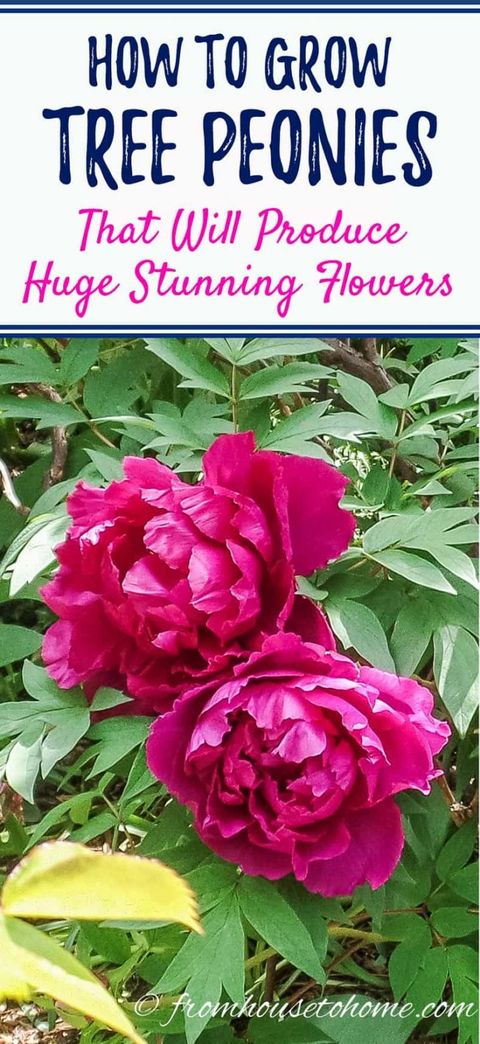Tree Peony Care: How To Grow Tree Peonies - Gardening @ From House To Home in Can I Grow Tree Peonies On The Central Oregon Coast