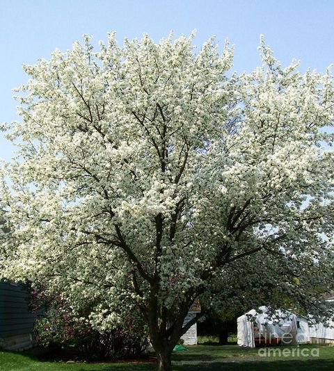 Trees With White Flowers In Spring At Teresa Milligan Blog with How to Care for White Blossom Trees in Different Climate Zones