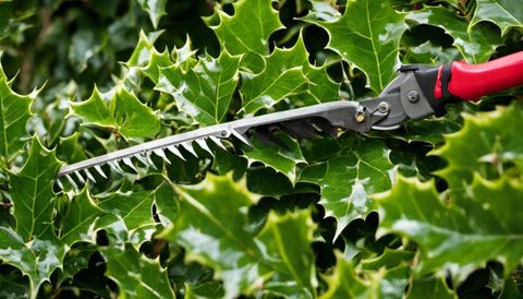 Trimming Holly Bushes: A Quick Guide – Lawn World – Everything Outdoor within Best Times to Prune Holly Trees Seasonal Maintenance Tips
