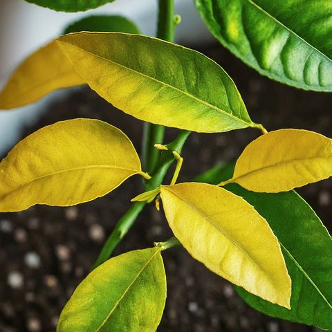 Troubleshooting Common Issues With Lemon Trees In Pots inside Why Are My Citrus Leaves Yellowing? A Deep Dive Into Common Causes