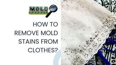 Understanding How Mold Works - Mold Patrol in Removing Mold Stains From Clothes