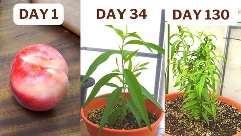 Watch This Before You Start To Grow Peach! The Complete Guide Growing ... intended for How to Successfully Germinate Peach Seeds at Home